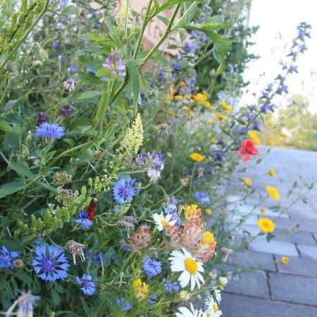 Ferienwohnungen "Blumenwiese" Dillingen an der Donau Exterior photo